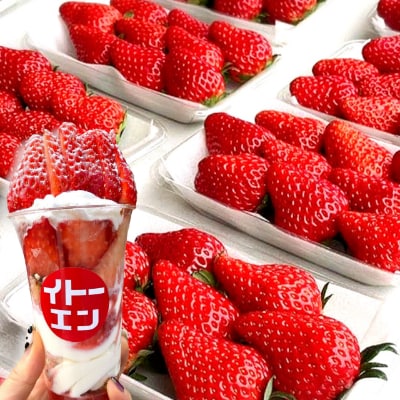 いちご【年末年始発送】縁起初物!紅ほっぺ4パック【岡崎市 苺の伊藤園】
