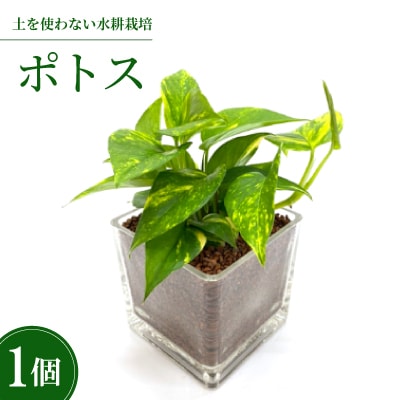 ハイミニキューブ　ハイドロコーン植え　ポトス