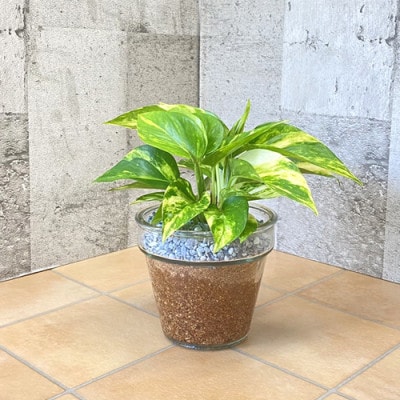 クラーロ140　エコスギ植え　ポトス