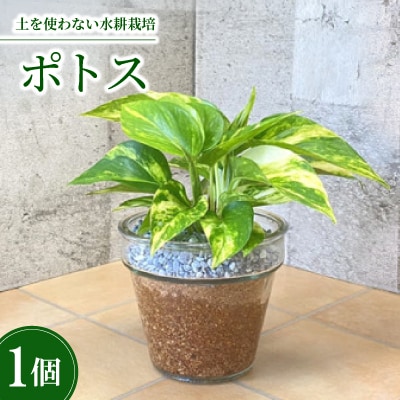 クラーロ140　エコスギ植え　ポトス
