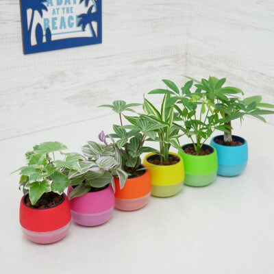 リトルビビ6個 栄養剤セット オススメの観葉植物でお届け お礼品詳細 ふるさと納税なら さとふる