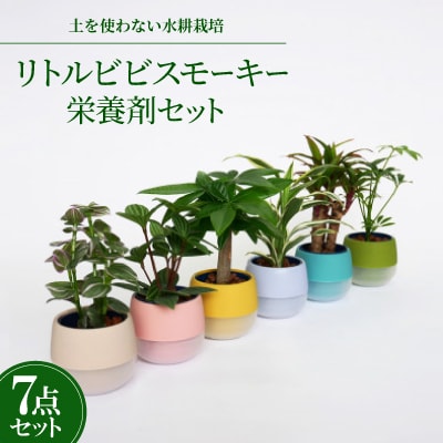 リトルビビスモーキー6個&栄養剤セット【オススメの観葉植物でお届け】