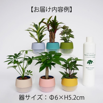 リトルビビスモーキー6個&栄養剤セット【オススメの観葉植物でお届け】