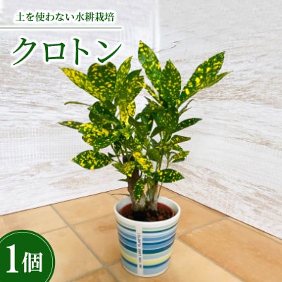 ハイミニウィンリー　クロトン
