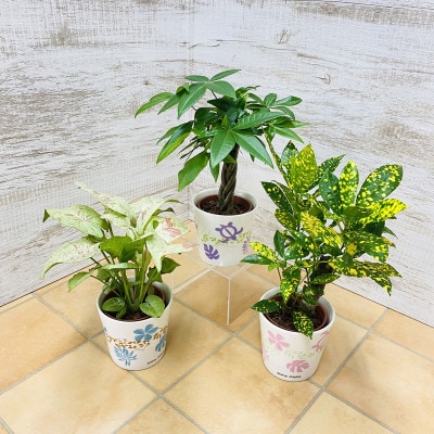 ハイミニアロハ　3個セット【オススメ観葉植物でお届け】