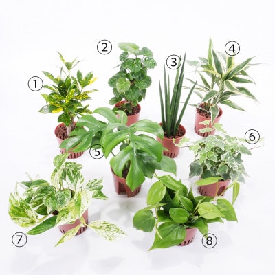 ハイミニアロハ　3個セット【オススメ観葉植物でお届け】