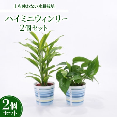 ハイミニウィンリー2個セット　【オススメ観葉植物でお届け】
