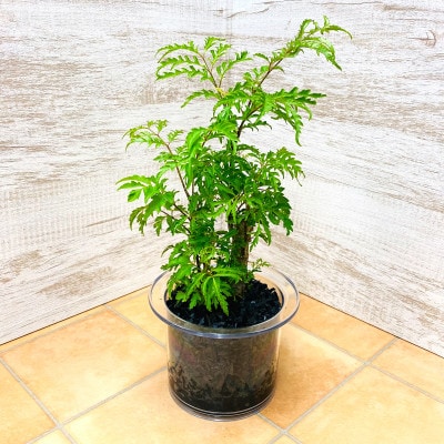 クリア150　炭植え　ポリシャス