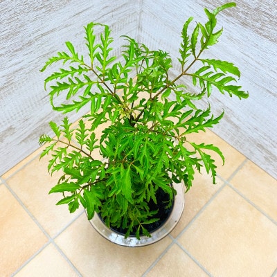 クリア150　炭植え　ポリシャス