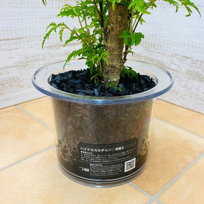 クリア150　炭植え　ポリシャス