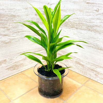クリア150　炭植え　サンデリアーナイエロー