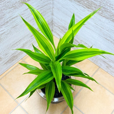 クリア150　炭植え　サンデリアーナイエロー
