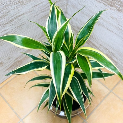 クリア150　炭植え　サンデリアーナホワイト