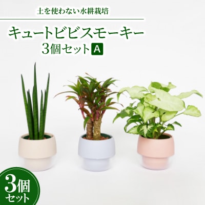 キュートビビスモーキー3個セット【A】【オススメの観葉植物でお届け】