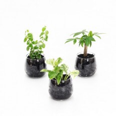 プチグリーン　炭植え　3個&栄養剤セット【オススメの観葉植物でお届け】