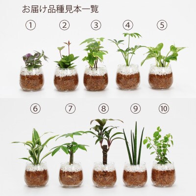 プチグリーン　炭植え　3個&栄養剤セット【オススメの観葉植物でお届け】