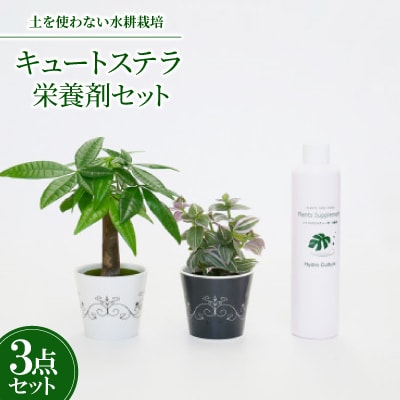 キュートステラ2個&栄養剤セット【オススメの観葉植物でお届け】