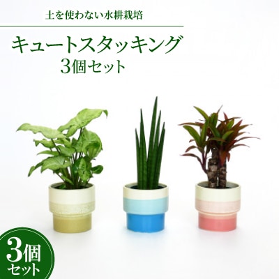 キュートスタッキング3個セット【オススメの観葉植物でお届け】