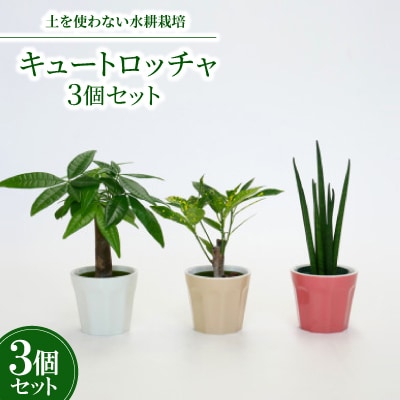 キュートロッチャ3個セット【オススメの観葉植物でお届け】