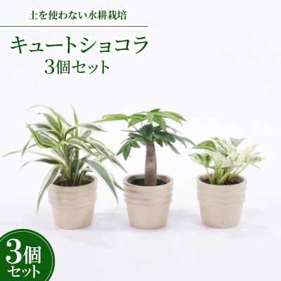 キュートショコラ3個セット【オススメの観葉植物でお届け】