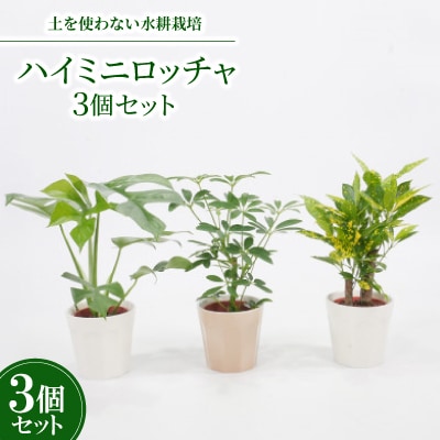 ハイミニロッチャ3個セット【オススメ観葉植物でお届け】