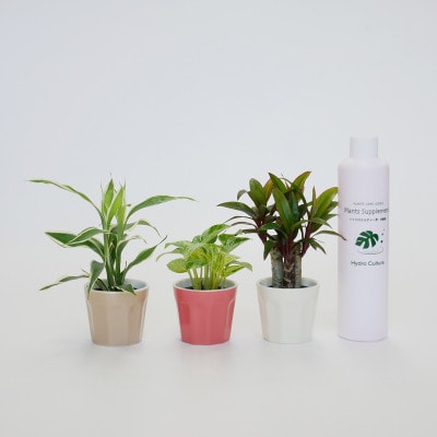 リトルロッチャ3個&栄養剤セット【オススメの観葉植物でお届け】