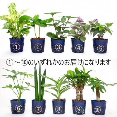 リトルツイスト2個&栄養剤セット【オススメの観葉植物でお届け】