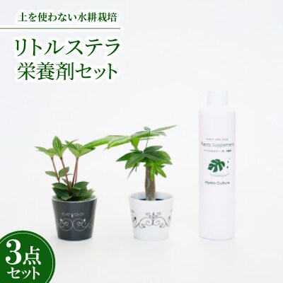 リトルステラ2個&栄養剤セット【オススメの観葉植物でお届け】