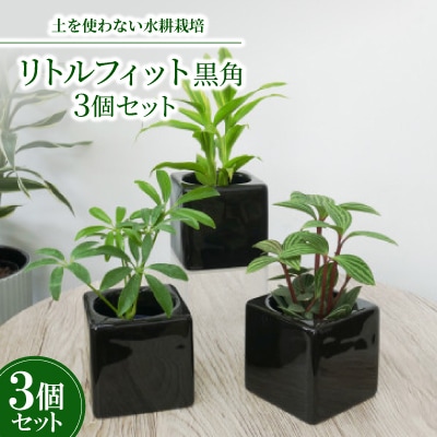 リトルフィット黒角3個セット【オススメの観葉植物でお届け】