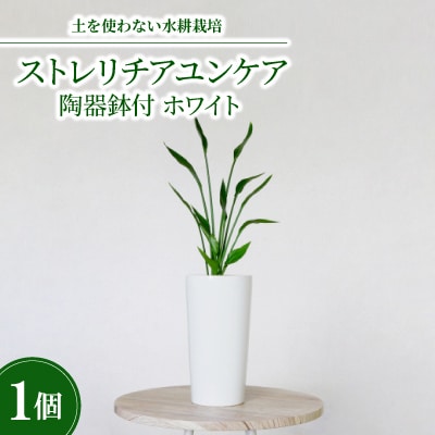 10.5cmLストレリチアユンケア陶器鉢付　ホワイト
