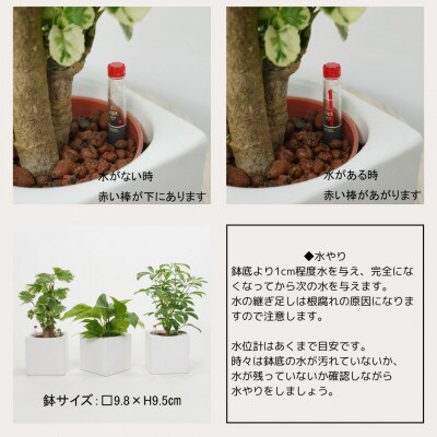 キュートフィット白角3個セット【オススメの観葉植物でお届け】