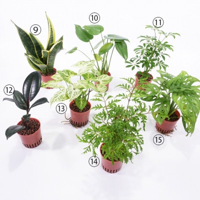 ハイミニフィット白角3個セット【オススメの観葉植物でお届け】