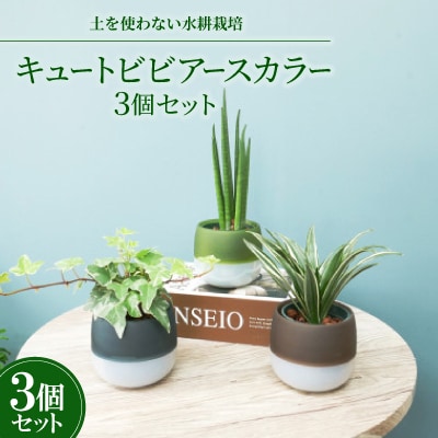キュートビビアースカラー3個セット【オススメの観葉植物でお届け】