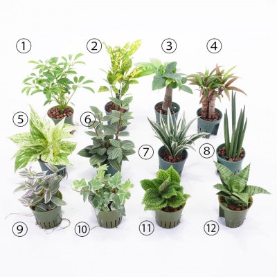キュートポリゴン3個&栄養剤セット【オススメの観葉植物でお届け】