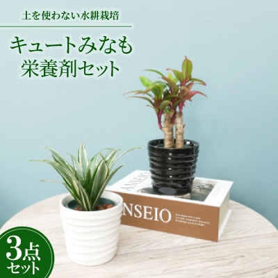 キュートみなも2個&栄養剤セット【オススメの観葉植物でお届け】