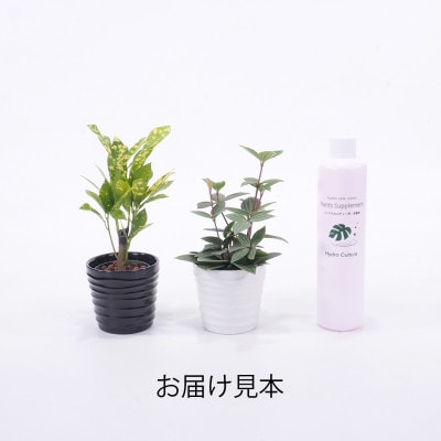 キュートみなも2個&栄養剤セット【オススメの観葉植物でお届け】