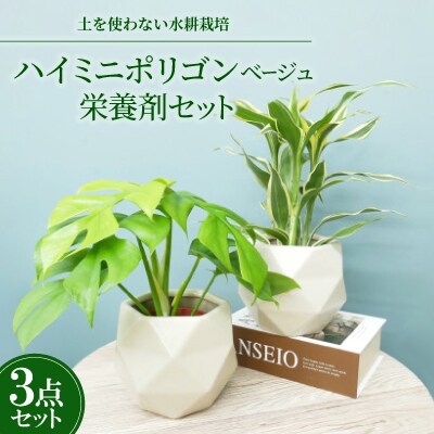 ハイミニポリゴン【ベージュ】2個セット&栄養剤【オススメの観葉植物でお届け】