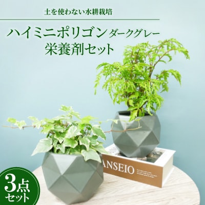 ハイミニポリゴン【ダークグレー】2個セット&栄養剤【オススメの観葉植物でお届け】