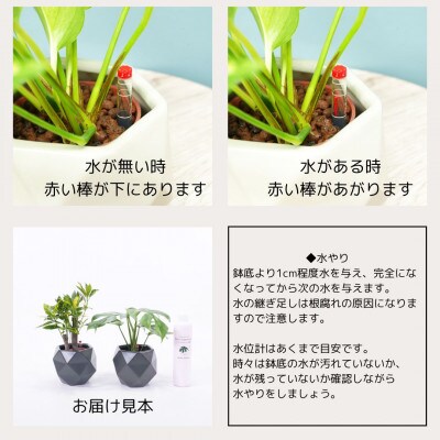 ハイミニポリゴン【ダークグレー】2個セット&栄養剤【オススメの観葉植物でお届け】