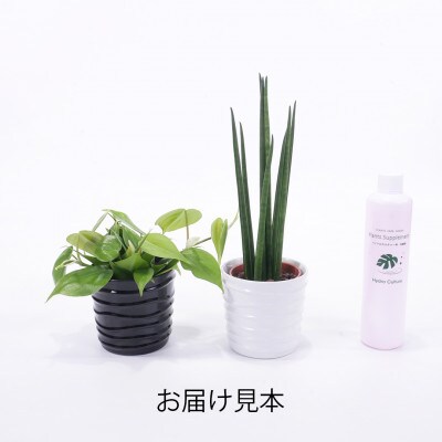 ハイミニみなも2個セット&栄養剤【オススメの観葉植物でお届け】
