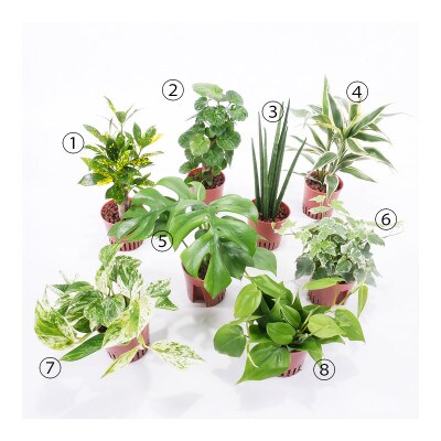 ハイミニみなも2個セット&栄養剤【オススメの観葉植物でお届け】