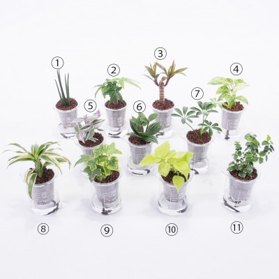 ウォータリウム　ビーカーM　ハイドロコーン植え3個セット【オススメの観葉植物でお届け】