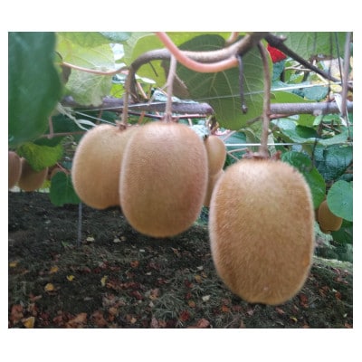 愛知県岡崎市産キウイフルーツ(ヘイワード)約2kg(17~18玉入)