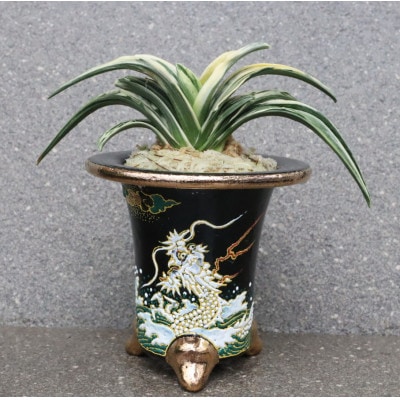 おもと 岡崎で生まれた徳川家康公の縁起物!お祝い萬年青!最高級品 植物　万年青