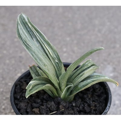 【おもと はじめて応援】岡崎・徳川家康公の縁起物!お祝い万年青!