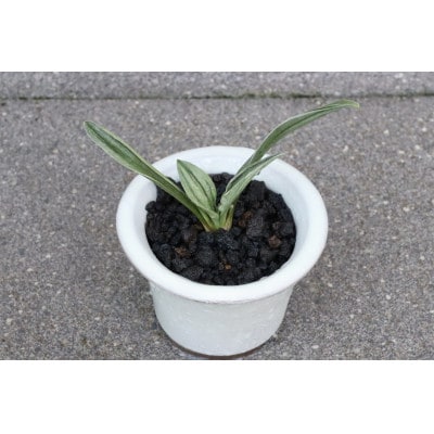 【おもと はじめて応援】岡崎・徳川家康公の縁起物!お祝い万年青!