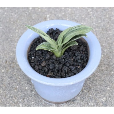 【おもと はじめて応援】岡崎・徳川家康公の縁起物!お祝い万年青!