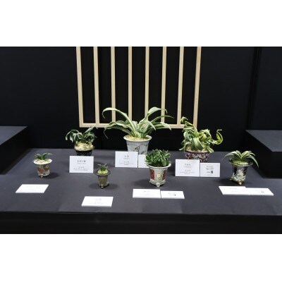 おもと講座と植え替え体験 徳川家康公の運気を上げた縁起物!【万年青プレゼント!】