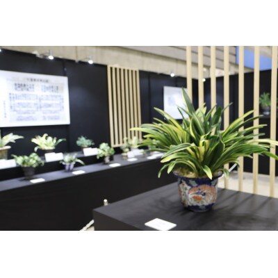 おもと講座と植え替え体験 徳川家康公の運気を上げた縁起物!【万年青プレゼント!】