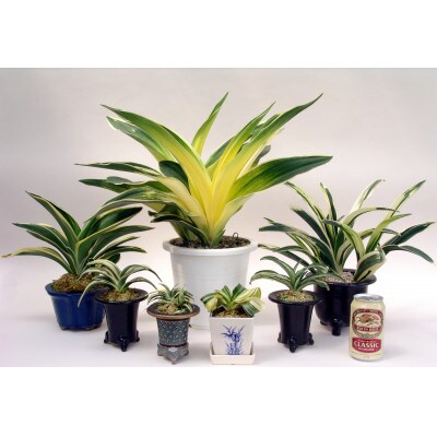 おもと講座と植え替え体験 徳川家康公の運気を上げた縁起物!【万年青プレゼント!】